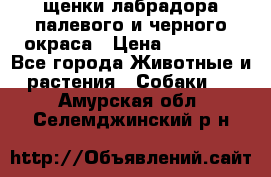 щенки лабрадора палевого и черного окраса › Цена ­ 30 000 - Все города Животные и растения » Собаки   . Амурская обл.,Селемджинский р-н